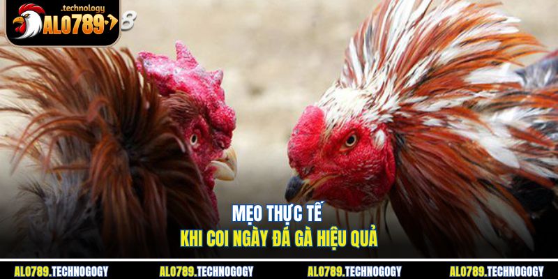 Coi Ngày Đá Gà - Bật Mí Cách Chọn Ngày Đẹp Để Thắng To 4 Quan sát phong độ và thần khí chiến kê