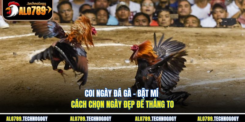 Coi Ngày Đá Gà - Bật Mí Cách Chọn Ngày Đẹp Để Thắng To 1 coi ngày đá gà