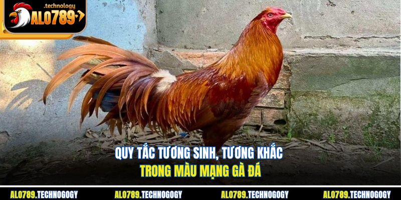 Màu Mạng Gà Đá - Cách Xem Chuẩn Nhất Cho Người Chơi Mới 3 Mô phỏng quy luật tương sinh, tương khắc