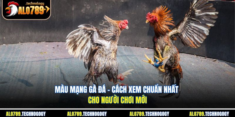 Màu Mạng Gà Đá - Cách Xem Chuẩn Nhất Cho Người Chơi Mới 1 màu mạng gà đá