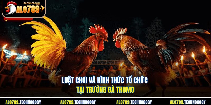 Trường Gà Thomo - Sới Đá Gà Nổi Tiếng Nhất Biên Giới 3 Trọng tài và người chơi kiểm tra gà trước trận đấu ở trường gà
