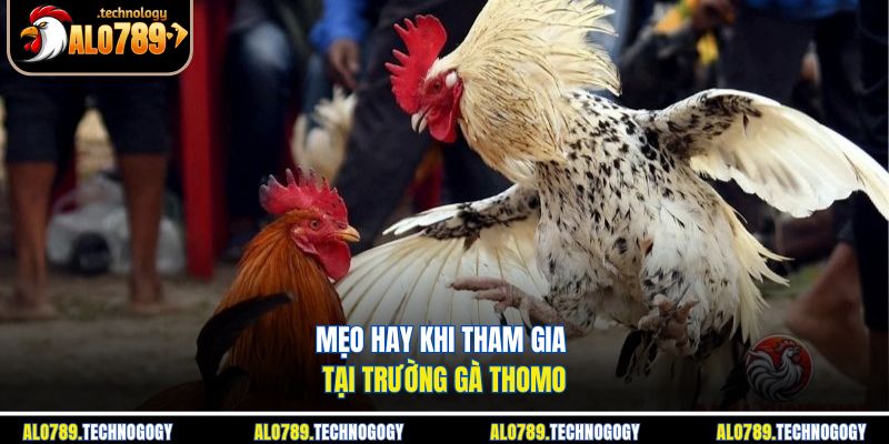 Trường Gà Thomo - Sới Đá Gà Nổi Tiếng Nhất Biên Giới 4 Cận cảnh hai chiến kê đối đầu gay cấn tại trường gà