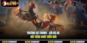 trường gà Thomo